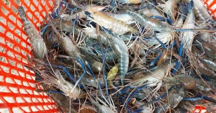tôm Việt Nam