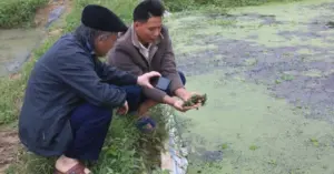 Nuôi ốc mở ra hướng sinh kế bền vững cho nhiều hộ nông thôn
