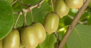 kiwi tốt cho sức khỏe