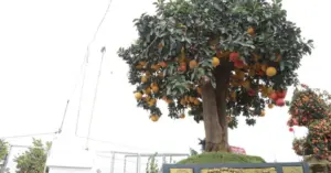bưởi cổ thụ Hưng Yên