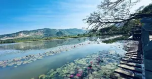 Kim Sơn mùa đông quyến rũ với suối Ấu, hoa súng