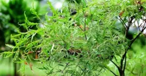 Công dụng của lá đinh lăng
