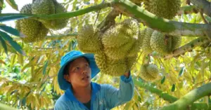 Xuất khẩu nông sản hướng tới mục tiêu 74 tỷ USD năm 2026