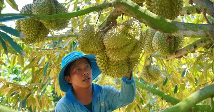 Xuất khẩu nông sản hướng tới mục tiêu 74 tỷ USD năm 2026