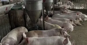 Giá thịt heo