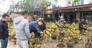 bán mai Tết