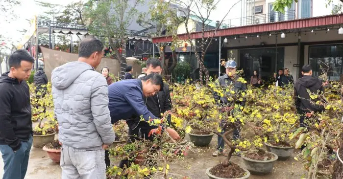 bán mai Tết