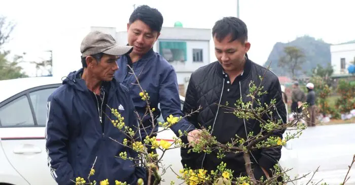 bán mai Tết