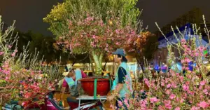 thị trường đào Tết tại TP HCM