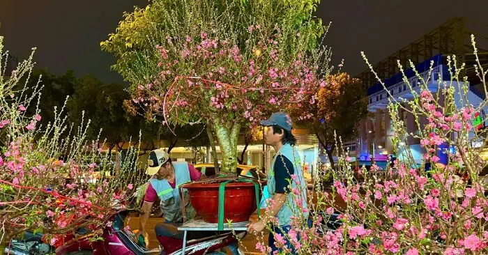 thị trường đào Tết tại TP HCM