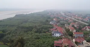 : chuối tiêu xanh vụ Tết