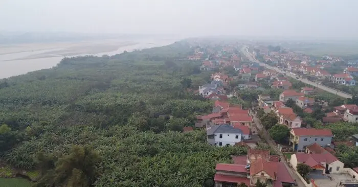 : chuối tiêu xanh vụ Tết
