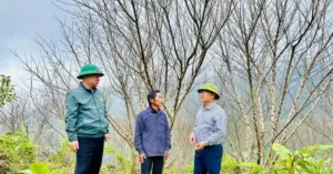 lão nông giữ 500 gốc đào