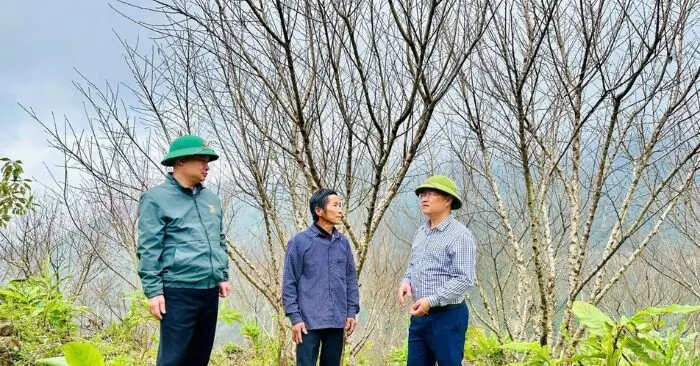lão nông giữ 500 gốc đào