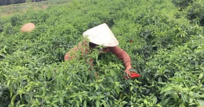 xuất khẩu ớt