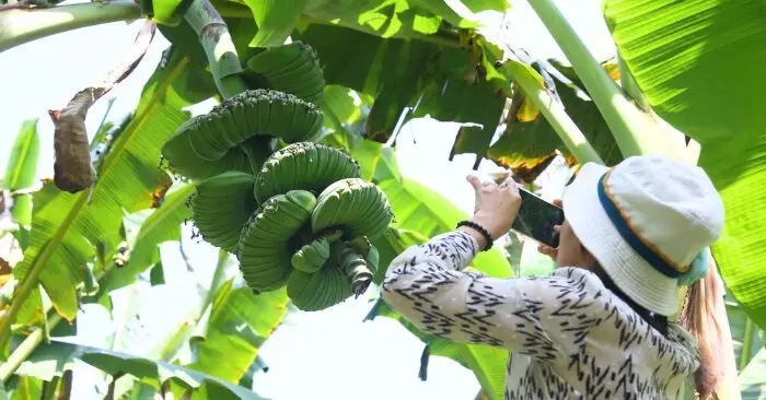 Chuối bàn tay Phật