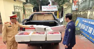 nội tạng lợn trôi nổi