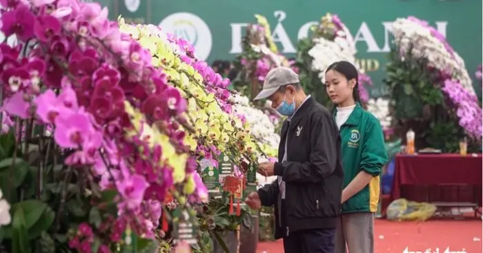 Lan hồ điệp ghép gỗ lũa