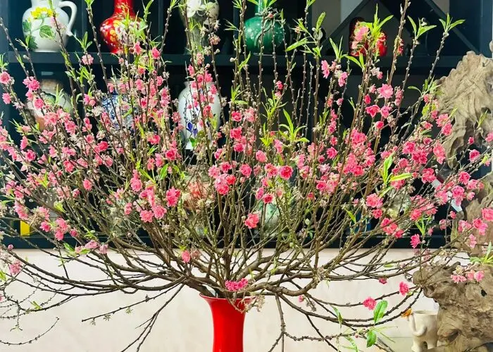  hoa ngày Tết