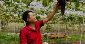 Trồng nho tại Gia Lai: Thạc sĩ thu tiền tỷ nhờ phá bỏ cà phê
