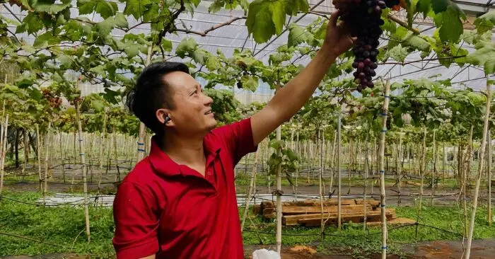 Trồng nho tại Gia Lai: Thạc sĩ thu tiền tỷ nhờ phá bỏ cà phê