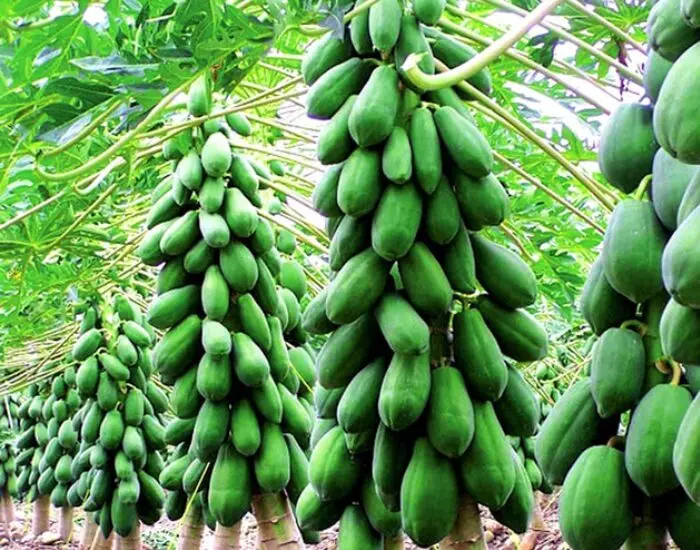 lợi ích của quả đu đủ chín.