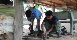 nguy cơ bệnh dại tại Đắk Lắk