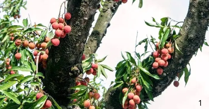 Vải cổ thụ