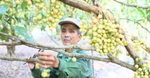 Dâu tiên