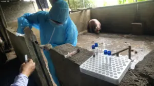 Lấy mẫu giám định lợn mắc dịch tả châu Phi tại Thanh Hóa, phục vụ điều tra vụ giết mổ, tiêu thụ thịt nhiễm bệnh ra thị trường.