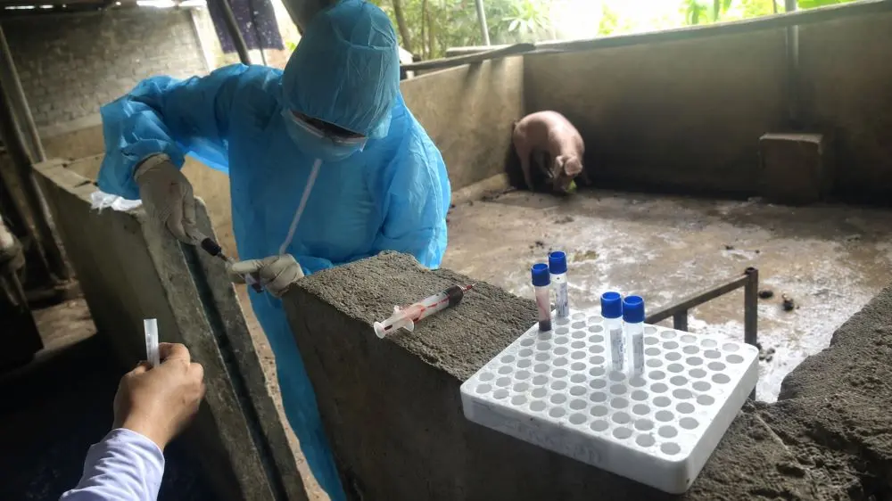 Lấy mẫu giám định lợn mắc dịch tả châu Phi tại Thanh Hóa, phục vụ điều tra vụ giết mổ, tiêu thụ thịt nhiễm bệnh ra thị trường.