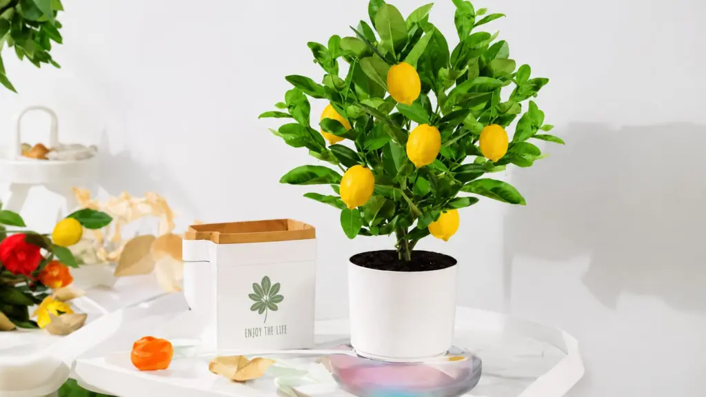 Khám phá 7 lý do gia đình nên trồng cây chanh tại nhà, từ giá trị sử dụng đến lợi ích cảnh quan và phong thủy