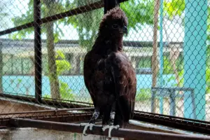 Bẫy chim bắt gà, người dân bất ngờ phát hiện đó là đại bàng và giao nộp công an xử lý theo quy định. Xem chi tiết vụ việc.
