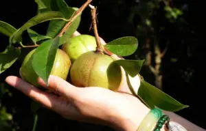 Quả sở - nguyên liệu cho dầu sở giàu Omega, được ví như "vàng lỏng", là loại nông sản cao cấp của Việt Nam