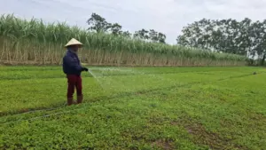 Từ loài rau mọc hoang, rau má trở thành cây trồng mang doanh thu hàng trăm triệu đồng mỗi năm cho nhiều hộ nông dân.