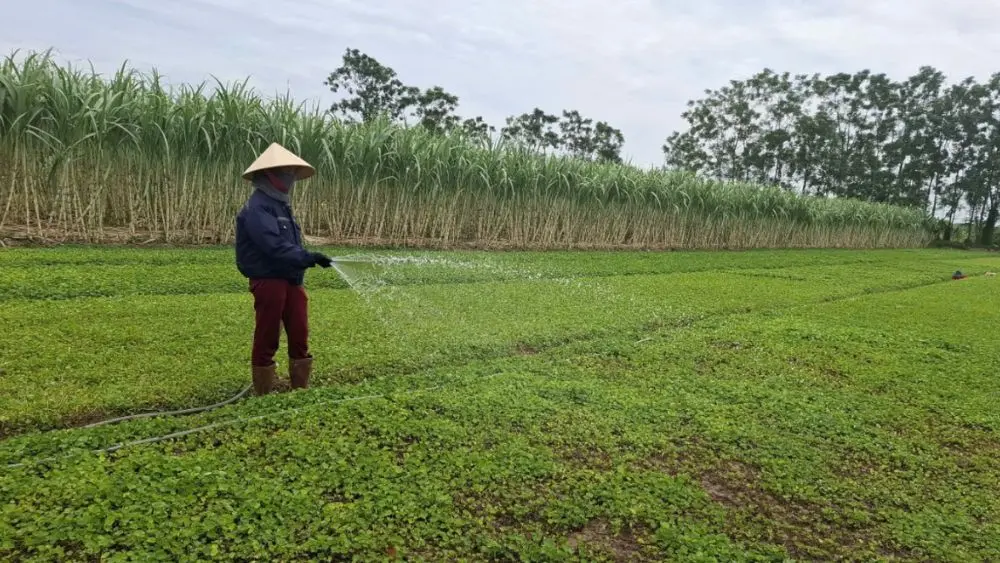 Từ loài rau mọc hoang, rau má trở thành cây trồng mang doanh thu hàng trăm triệu đồng mỗi năm cho nhiều hộ nông dân.