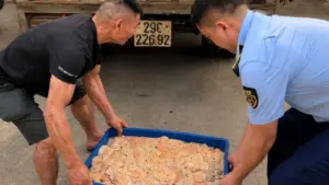 Phát hiện 480kg lòng lợn bốc mùi hôi thối trên đường đi tiêu thụ, lực lượng chức năng kiểm tra, xử lý theo quy định.