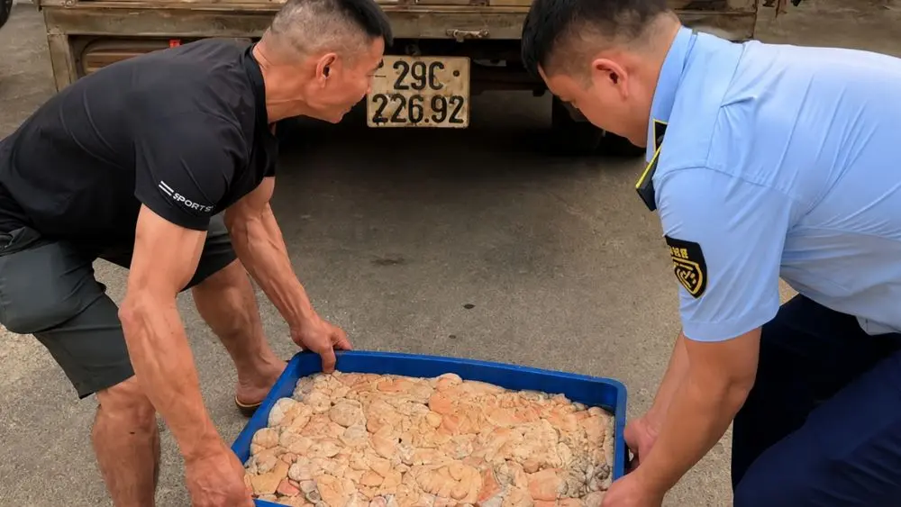 Phát hiện 480kg lòng lợn bốc mùi hôi thối trên đường đi tiêu thụ, lực lượng chức năng kiểm tra, xử lý theo quy định.