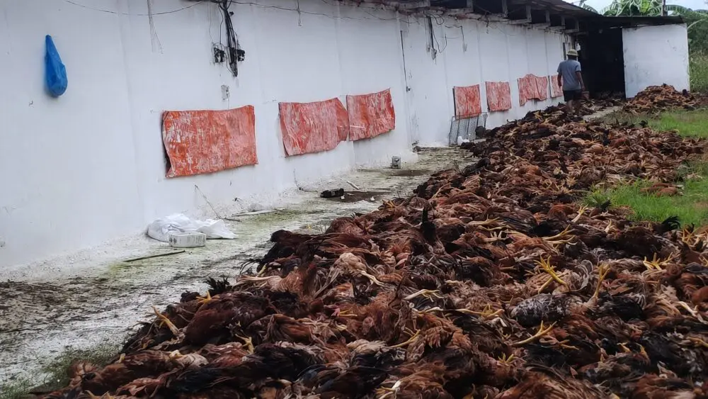Chập điện khiến gần 10.000 con gà ở Thanh Hóa chết ngạt, gây thiệt hại lớn cho người chăn nuôi. Xem chi tiết vụ việc.
