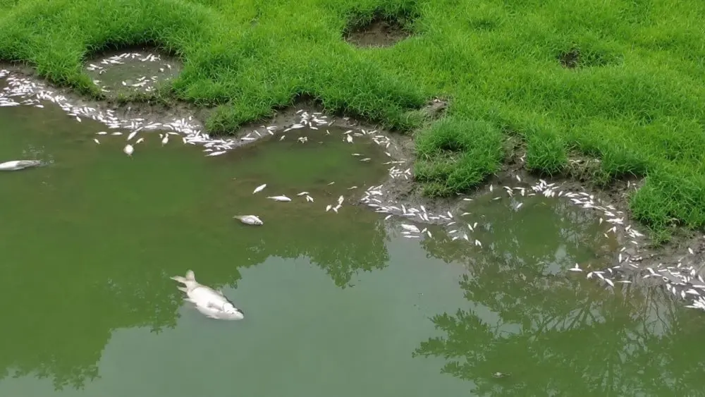 Cá chết nổi trắng tại hồ Đồng Nững, cơ quan chức năng đang làm rõ nguyên nhân, thu hút sự quan tâm của người dân địa phương.