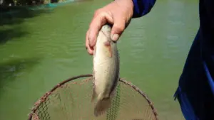 Cá rô phi Việt Nam xuất khẩu thành công sang Nhật Bản làm sushi, mở ra cơ hội nâng giá trị thủy sản vùng Đồng bằng sông Cửu Long.