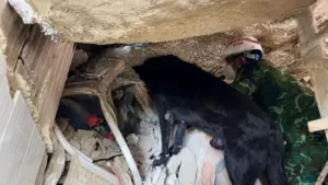 Đoàn cứu hộ Việt Nam phối hợp chó nghiệp vụ tham gia tìm kiếm, đưa 23 nạn nhân động đất ở Venezuela ra khỏi đống đổ nát.