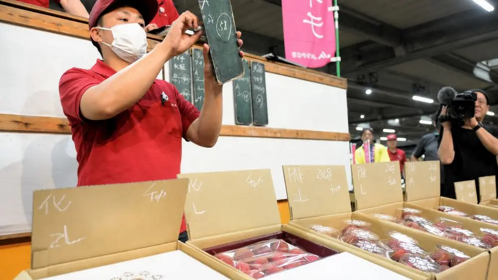 Vải Nhật Bản có giá đắt đỏ, thùng 9 quả từng được đấu giá gần 5 triệu đồng khiến nhiều người Việt xa xứ hiếm khi dám mua.