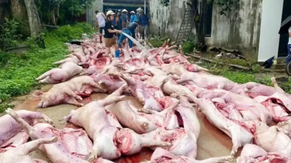 Sét đánh gây mất điện tại hai trang trại ở Bắc Ninh, hơn 550 con lợn chết ngạt, thiệt hại hàng tỷ đồng. Xem chi tiết vụ việc.