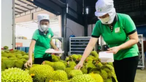 Ấn Độ chính thức mở cửa cho sầu riêng Việt Nam, mở ra cơ hội xuất khẩu mới và thúc đẩy tiềm năng tăng trưởng của ngành hàng tỷ USD.