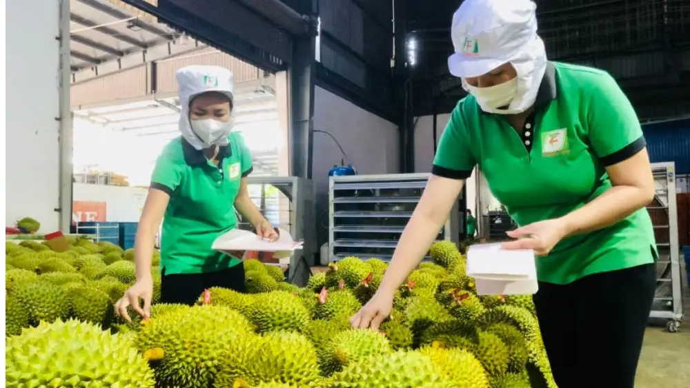 Ấn Độ chính thức mở cửa cho sầu riêng Việt Nam, mở ra cơ hội xuất khẩu mới và thúc đẩy tiềm năng tăng trưởng của ngành hàng tỷ USD.