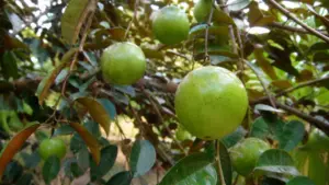 Khám phá 4 lý do nên trồng cây vú sữa trước nhà, từ tạo bóng mát, cho trái ngọt đến những giá trị về tình cảm gia đình.