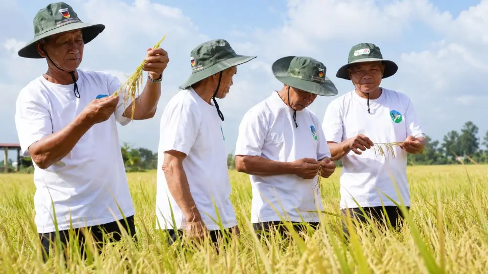 Được gì sau 2 năm thí điểm Đề án 1 triệu ha lúa chất lượng cao? Cần Thơ ghi nhận kết quả tích cực với vùng sản xuất hơn 170.800ha.