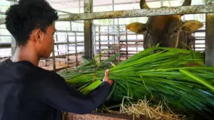 Khám phá đàn bò tót lai quý hiếm trong vườn quốc gia ở Khánh Hòa và công tác chăm sóc, bảo tồn loài động vật đặc biệt này