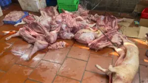 Phát hiện cơ sở kinh doanh sơ chế gần 1 tấn thịt lợn bốc mùi, nghi mắc bệnh truyền nhiễm, gây lo ngại về an toàn thực phẩm.